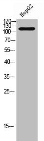 Phospho-HDAC5/HDAC9 (S259/220) Antibody