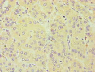 CYGB Antibody