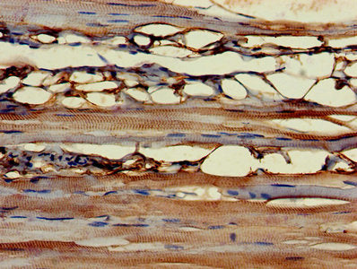 CYGB Antibody