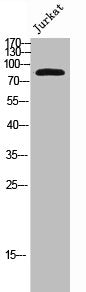 CDH11 Antibody