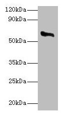 CYP11A1 Antibody