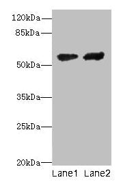 CYP17A1 Antibody