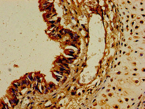 CYP1A1 Antibody