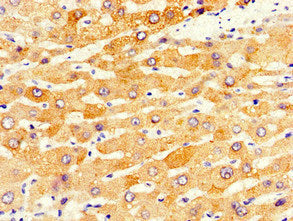 CYP1A2 Antibody