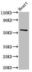 CYP2A6 Antibody