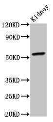 CYP2C19 Antibody