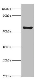 CYP2F1 Antibody