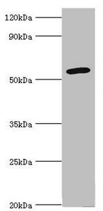 CYP2F1 Antibody