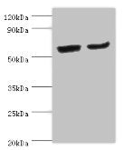 CYP2J2 Antibody