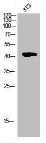 Phospho-CDK9 (T186) Antibody