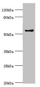 CYP3A5 Antibody