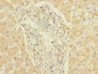 CYP3A7 Antibody