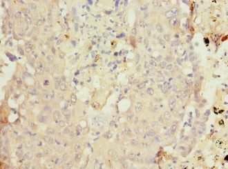 CYP4B1 Antibody