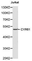 CYR61 Antibody
