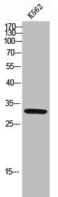 CDKN1C Antibody