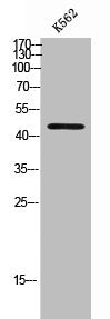 NMUR1 Antibody