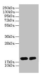 DAOA Antibody
