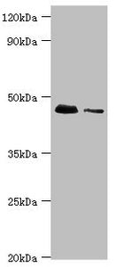 DAP3 Antibody