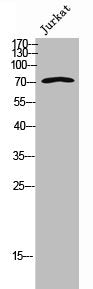 NDC80 Antibody