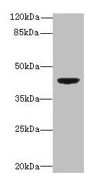 DAPK2 Antibody