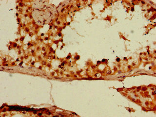 DAZL Antibody