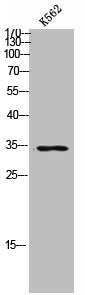 CDX2 Antibody