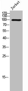 Phospho-VAV3 (Y173) Antibody