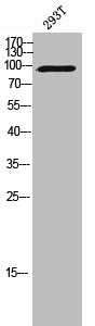 VAV3 Antibody