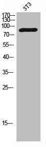 Phospho-MERTK/TYRO3 (Y749/681) Antibody