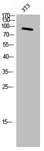 MERTK/TYRO3 Antibody