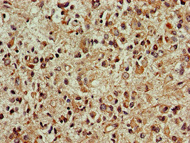 DCK Antibody