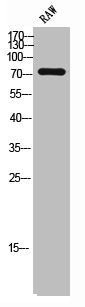 SLC9A6 Antibody