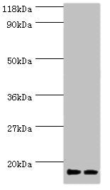RPS19 Antibody