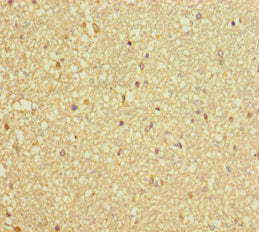 DCTN3 Antibody