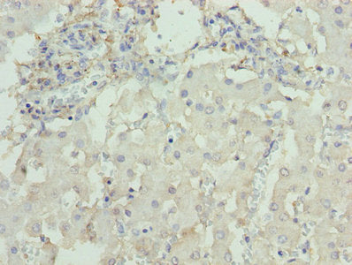 DCX Antibody