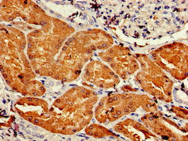 DDC Antibody