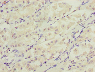 DDIT3 Antibody