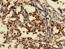 DDO Antibody