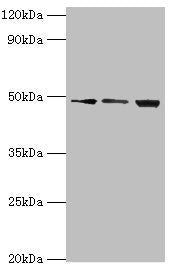 DDX39A Antibody