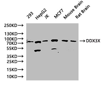 DDX3X Antibody