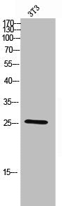 CEBPE Antibody