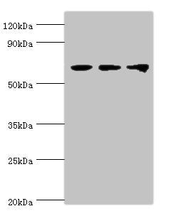 DDX5 Antibody
