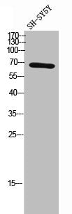 SLU7 Antibody