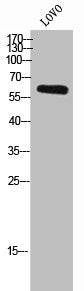 DPYSL4 Antibody
