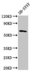 DEAF1 Antibody