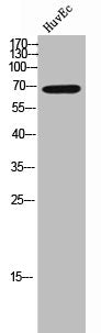 SH2B2 Antibody