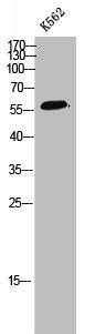 POLR3C Antibody
