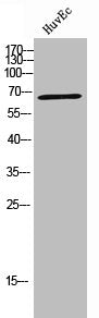 IGF2BP2 Antibody