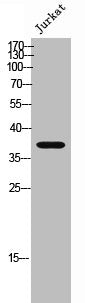 RRH Antibody