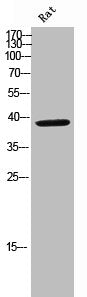 NUDC Antibody
